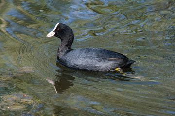 Eurasian Coot (Fulica atra), Victoria Park, Northern Ireland, UK