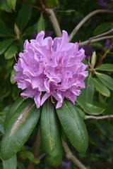 Rododendronów kwiaty w parku publicznym