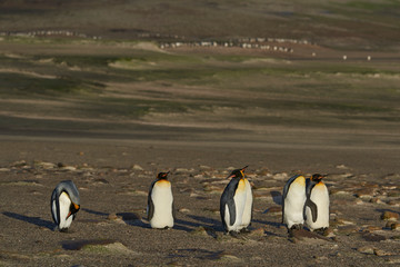 King Penguins (Aptenodytes patagonicus) at The Neck on Saunders Island in the Falkland Islands.