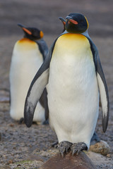 King Penguins (Aptenodytes patagonicus) at The Neck on Saunders Island in the Falkland Islands.