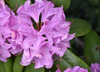 Rododendronów kwiaty w parku publicznym