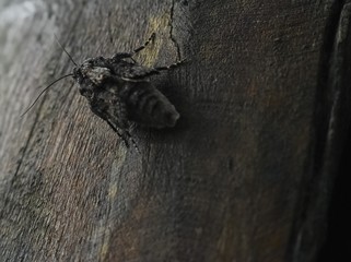 Gray butterfly (moth), with a wide abdomen and small wings, perched on a wooden surface. Dark colored moth resting on a surface of a tree trunk.
