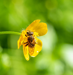 flying bee in a meadow