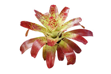 Exotic Bromeliad Plant Isolated on White Background