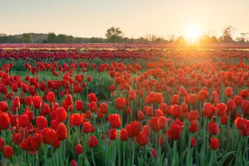 Poster Tulip in farm sunrise © rabbit75_fot