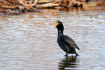 Double-crested cormorant standing in a lake