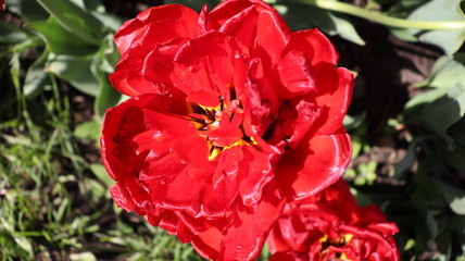 rosebud macrophoto in garden