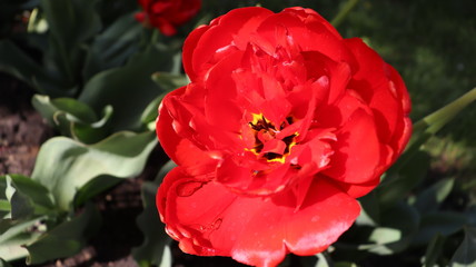 rosebud macrophoto in garden