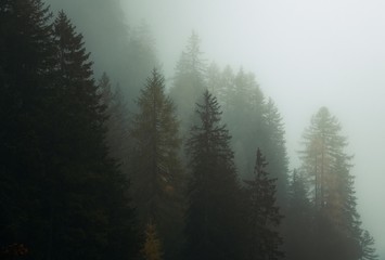 Dolomites foggy forest