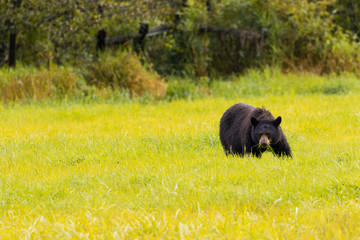 Braunbär im Wells Gray Provincial Park