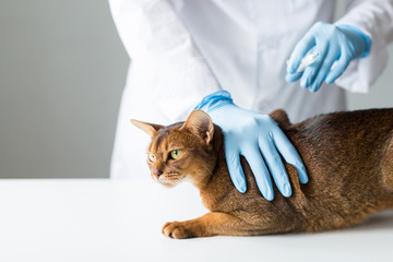 Cat stands on the table with the vet