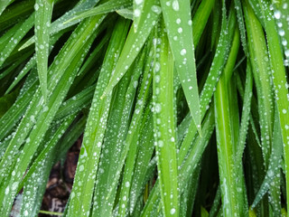 Leaves with drop of dew in morning on leaf. Green leaves hemerocallis.