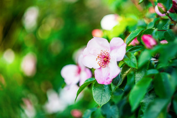 Fototapeta na wymiar Blooming rose hips. Wild rose flowers in the garden. Pink rosehip flowers close-up. Selective focus