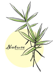 Bamboo leaves, vector illustration