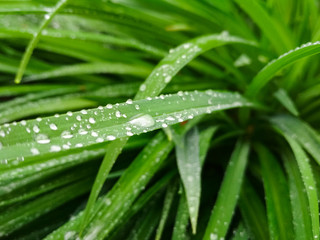 Leaves with drop of dew in morning on leaf. Green leaves hemerocallis.