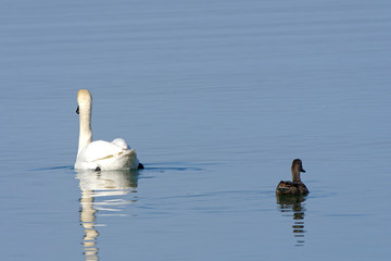swans