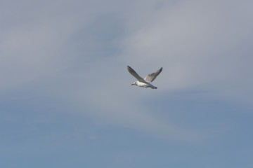 seagull in flight