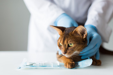 Cat stands on the table with the vet