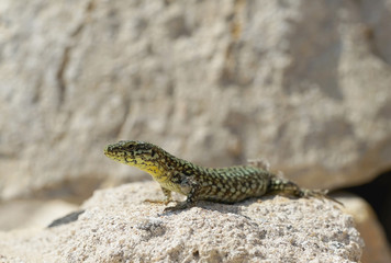 Nahansicht einer Mauereidechse