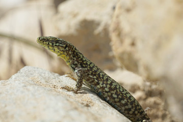 Nahansicht einer Mauereidechse