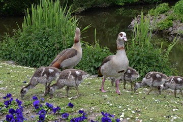 Rodzina gesie egipskie © Iwona