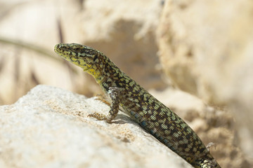 Nahansicht einer Mauereidechse