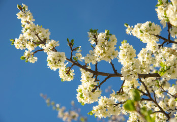 A plum branch in full bloom against a bright blue sky.