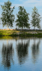 Three birch trees stand by the water