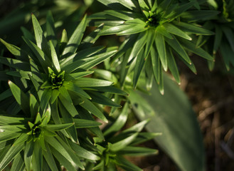 lush green floral plants in the sunlight