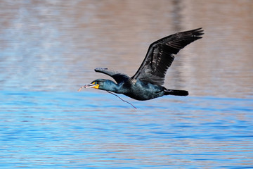 Double-crested cormorant flying low above the water