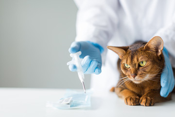 ginger cat for treatment at the veterinarian doctor preparing for vaccination. chipping...