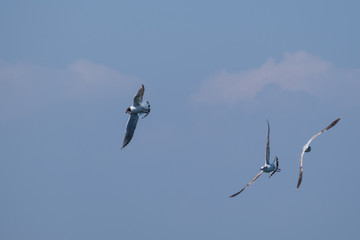 Black-headed Gull (Chroicocephalus ridibundus), Holywood, Northern Ireland, UK