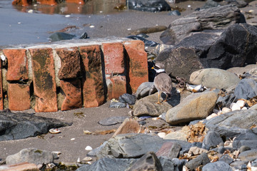 Common Ringed Plover (Charadrius hiaticula), Holywood, Northern Ireland, UK