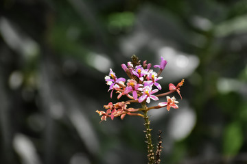 Inflorescence of pink flowers with unfocused background of garden or forest in dark tone.