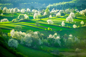 Spring Slovakia landscape. Nature fields with blooming cherries. Unique ecological land management. Polana region, Hrinova, Slovakia Europe. © Zedspider
