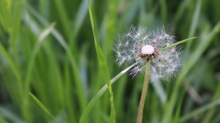 dandelion flowers in spring park