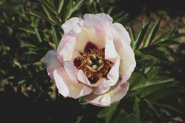 Beautiful fresh white vinous peony flower in full bloom in the garden.