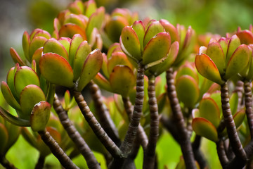 Jade plant with thick and woody branches with reddish leaves due to its high exposure to the sun.