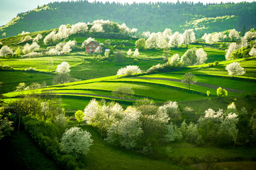 Spring Slovakia landscape. Nature fields with blooming cherries. Unique ecological land management. Polana region, Hrinova, Slovakia Europe. © Zedspider