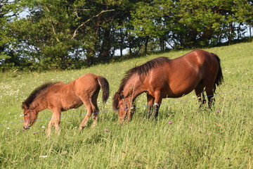 yegua con potrilla en un campo