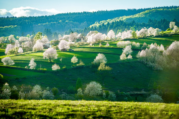 Spring Slovakia landscape. Nature fields with blooming cherries. Unique ecological land management. Polana region, Hrinova, Slovakia Europe. © Zedspider