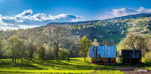 Spring Slovakia landscape. Nature fields with blooming cherries. Unique ecological land management. Polana region, Hrinova, Slovakia Europe. © Zedspider