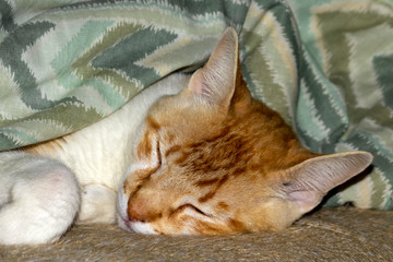 Gato Theo IMG_6898
