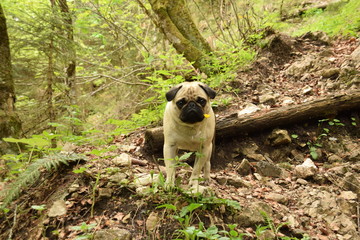 Pug standing in beautiful forest