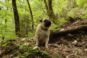 Pug standing in beautiful forest