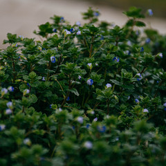 green bush in the garden
