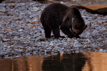 Grizzly Bär in freier Wildbahn mit Baby Bär