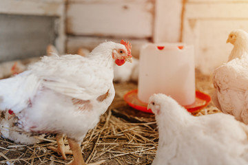 chicken in a village on a mini-farm hay white broilers
