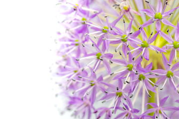 Nature background of Allium. There is free space for your use on the left side of the photo.
