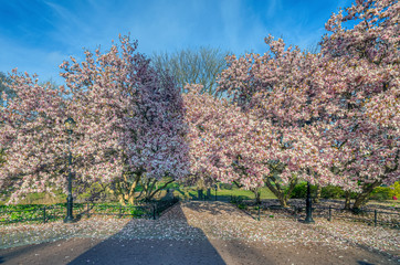 Fototapeta premium Magnolia tree in bloom in early spring